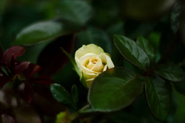 White Rose Flower Greenery — Stock Photo, Image