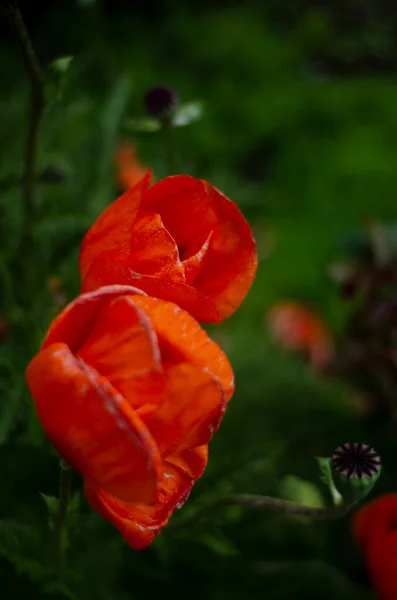 红罂粟花丛侧视图 — 图库照片