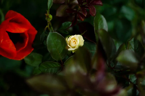 White Rose Bud Red Poppy Flower Greenery — Stock Photo, Image