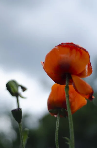 罂粟红花映衬着天空 — 图库照片