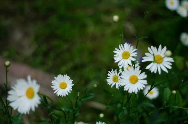 Kamille Blumen Garten Draufsicht — Stockfoto