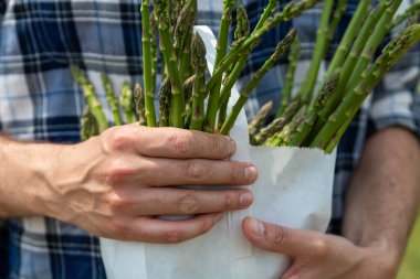 Çiftçinin elleri yeşil kuşkonmaz tutuyor.