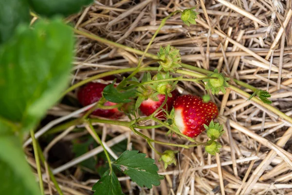 Rijpe Rode Aardbeien Tuin Natuur Achtergrond — Stockfoto