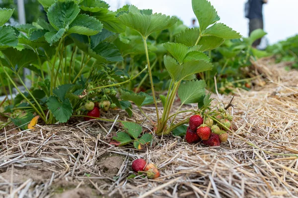 Rijpe Rode Aardbeien Tuin Natuur Achtergrond — Stockfoto