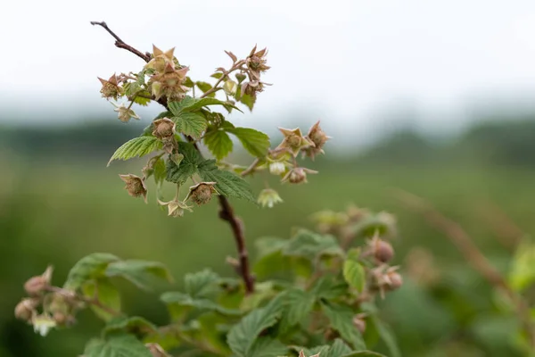 Mooi Botanisch Schot Natuurlijk Behang — Stockfoto