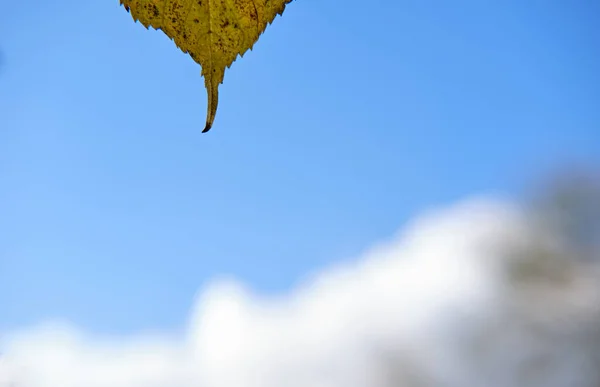 Close Van Blad Tegen Uit Focus Blue Sky Met Wolk — Stockfoto