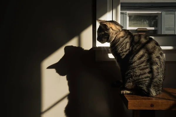 Tabby Cat Sitting Patch Sunshine Looking His Shadow — 图库照片