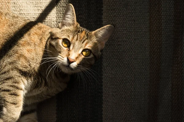 2014 Overhead View Brown Spotted Tabby Cat Resting Sun Striped — 스톡 사진