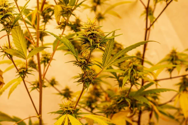 彼らの成長段階でサティバ大麻植物 — ストック写真
