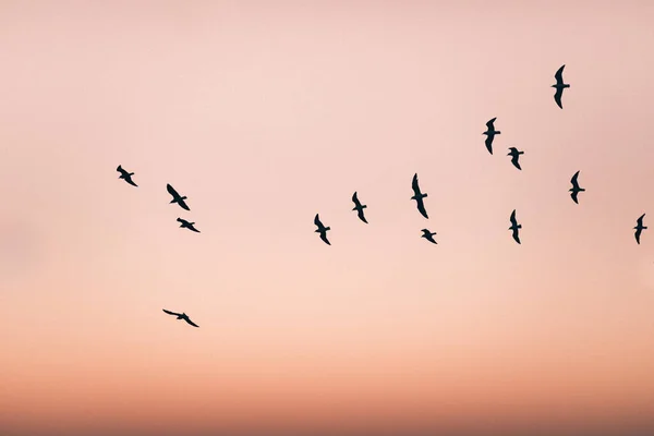 Grupp Fåglar Som Flyger Den Orange Solnedgången Himlen — Stockfoto