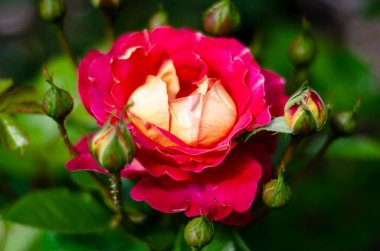 Taze çiçekler pembe ve turuncu güller serbest.