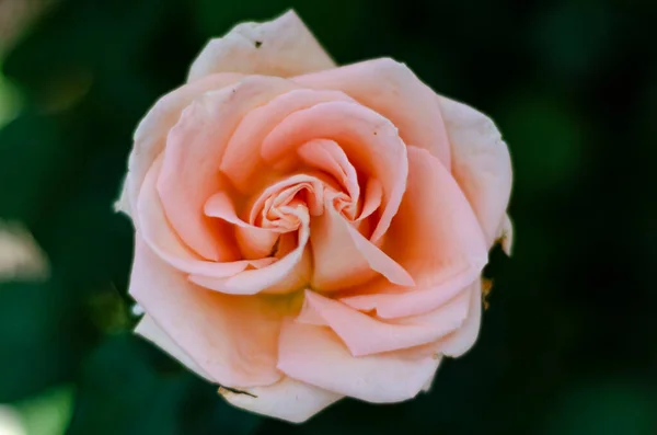 Fresh Cream Rose Flowers Free Space — Stock Photo, Image