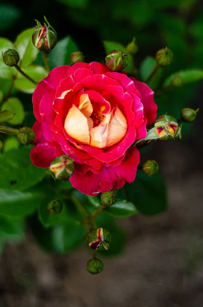 Fresh Flowers Pink Orange Roses Free Space — Stock Photo, Image