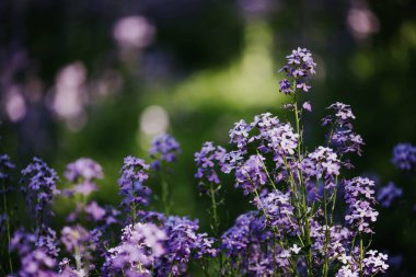 Dame 's Rocket' in yakınında güneşli bir günde bir tarlada çılgınca büyüyen