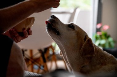 Köpek yiyecek için yalvarıyor. Labrador açgözlüdür. Yaşlı bir köpek..