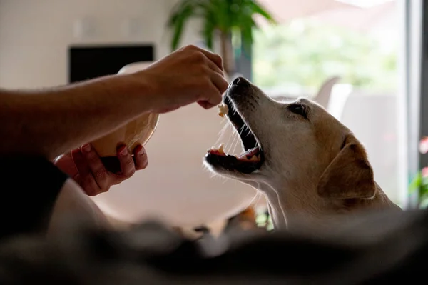 Dog Begs Food Labrador Glutton Elderly Dog — Stock Photo, Image