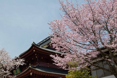Japonya 'nın Nikko kentindeki bir tapınağın yakınındaki Japon kiraz ağacı (sakura)