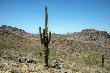 Arizona 'daki Phoenix dağ koruma alanında yalnız bir Saguaro kaktüsü.