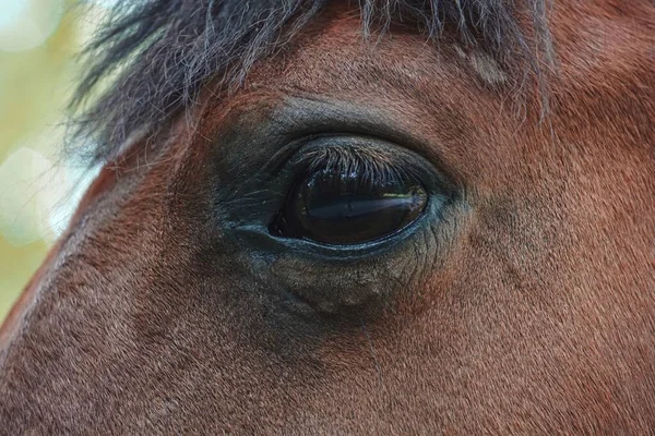 Beau Portrait Oeil Cheval Brun — Photo