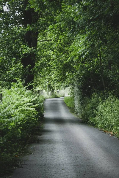 Route Avec Végétation Verte Dans Montagne — Photo