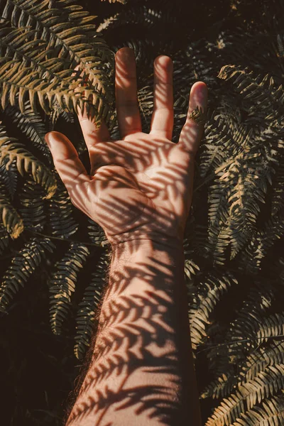 Hand Brown Fern Leaves Feeling Nature — Stock Photo, Image