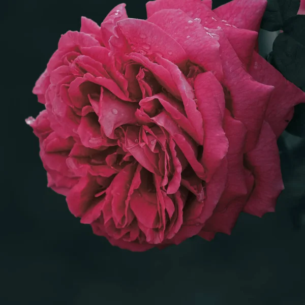 Rosa Roja Romántica Para Día San Valentín — Foto de Stock