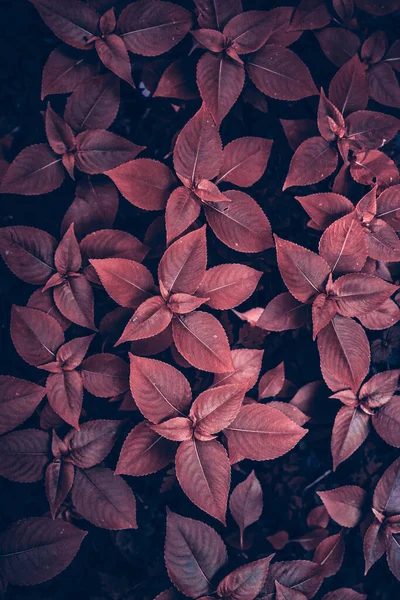 Красные Листья Растения Природе Осенний Сезон Красный Фон — стоковое фото