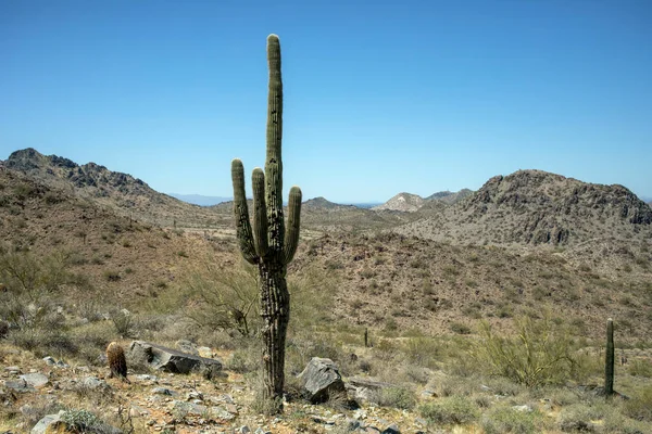 Arizona Daki Phoenix Dağ Koruma Alanında Yalnız Bir Saguaro Kaktüsü — Stok fotoğraf