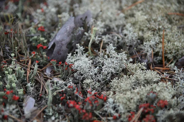 夏天松树林的白苔藓 — 图库照片