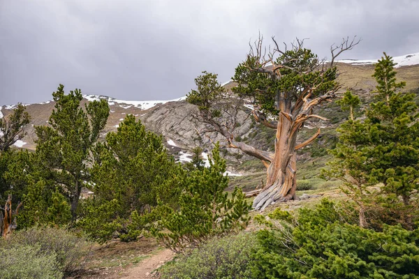 美国科罗拉多州的老森林 — 图库照片