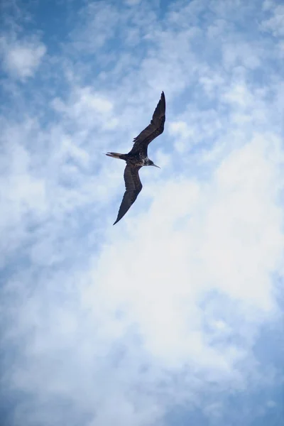 Holbox Adası Nda Büyük Bir Firkateyn Uçan Bir Fragata Dikey — Stok fotoğraf