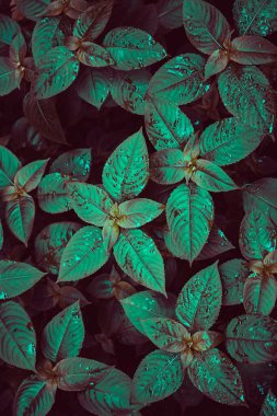 İlkbaharda doğada yeşil yapraklar