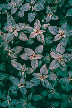 İlkbaharda doğada yeşil yapraklar