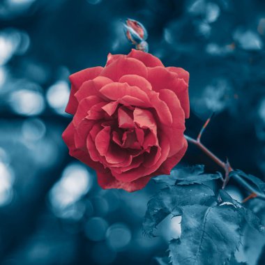 Sevgililer Günü için kırmızı gül çiçeği.