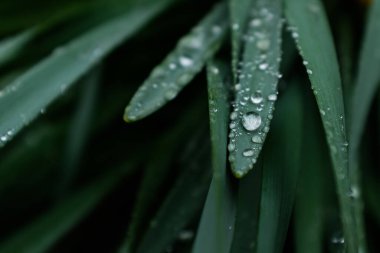 Yağmurdan sonra çiçeğe damlacıklar düşer