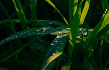 Su yeşil çim makrosu üzerine damlar