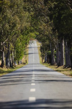 Köy yolu. Ağaçların yol tüneli.