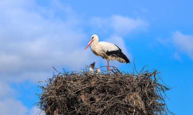 Leylek bir bahar günü bir bebekle yuvada