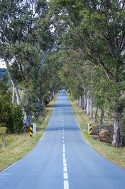 Country road. Road tunnel of trees. clipart