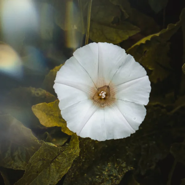 Baharda Bahçede Romantik Beyaz Çiçek — Stok fotoğraf