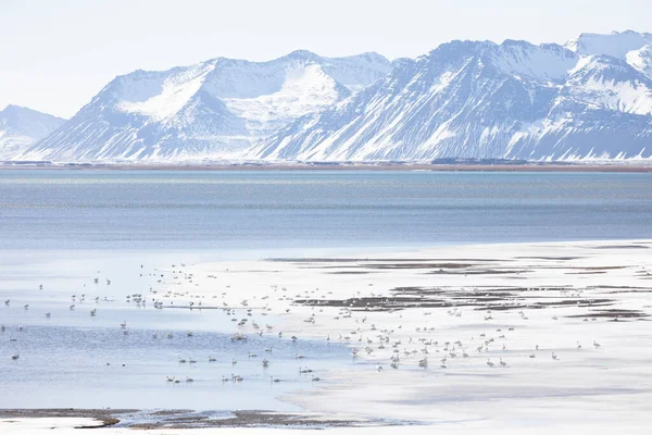 在寒冷的自然环境中成群的野生天鹅 — 图库照片
