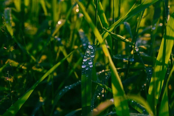 Gocce Acqua Erba Verde Macro — Foto Stock