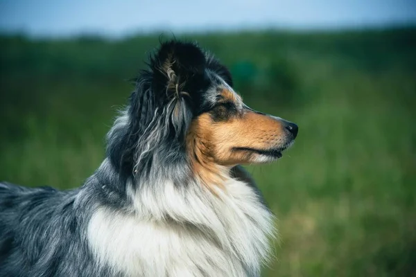 Leuke Marmeren Hond Shetland Shepherd Groen Gras — Stockfoto