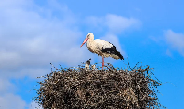 Stork Nest Baby Spring Day — ストック写真