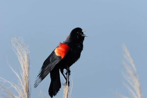 Czerwono Skrzydlaty Blackbird Śpiewa Szczytu Frazmitów — Zdjęcie stockowe