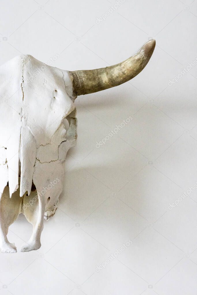 A steer skull photographed on a plain white background.