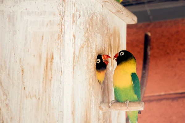 Yellow-collared Lovebirds (Agapornis personatus). Symbol of love.