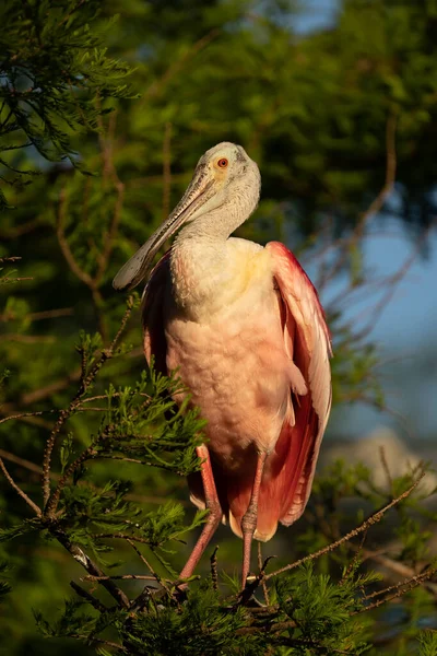 Roseate Spoonbill Perché Dans Lumière Tardive Après Midi — Photo