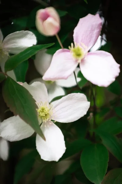 Белый Розовый Клематис Цветы Зеленом Фоне — стоковое фото