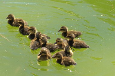 Gölde yüzen küçük ördek yavruları